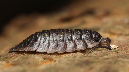 Common Shiny Woodlouse, Castricum, Nederland, photo 7 of 10