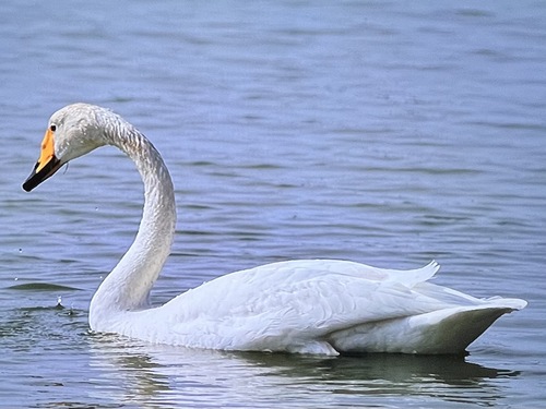 Plume de Cygne chanteur