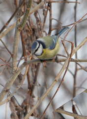 Cyanistes caeruleus