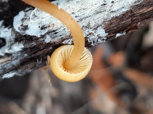Mycena inclinata (Photo 2 of 2)