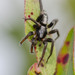 Araña de Tierra - Photo (c) Lillie, algunos derechos reservados (CC BY-NC), subido por Lillie