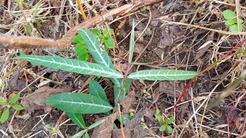Indian Sarsaparilla
