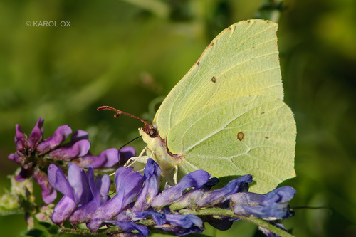 Obični žućak (Gonepteryx rhamni)