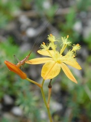 Bulbine favosa