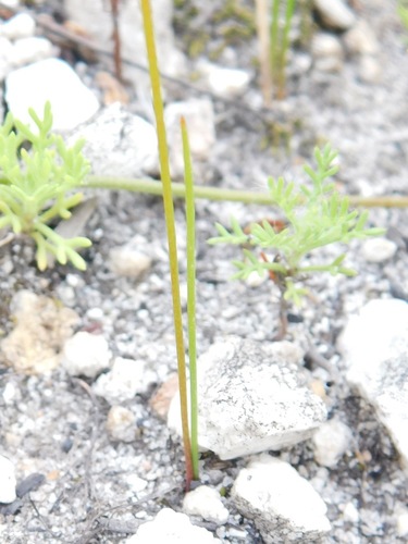 Bulbine favosa
