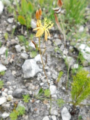Bulbine favosa