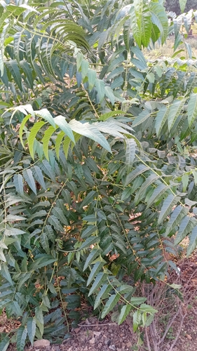 Indian tree of heaven
