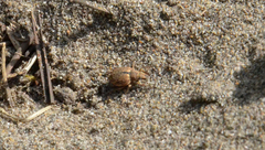 Strophosoma melanogrammum