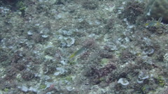 Pomachromis guamensis