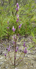 Gentianella propinqua propinqua