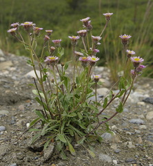 Erigeron acris kamtschaticus