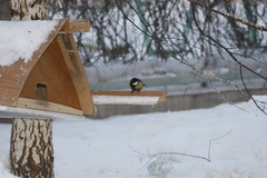 Parus major