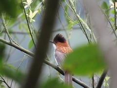 Hemixos castanonotus