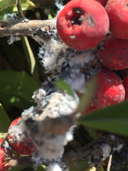 Podosphaera fuliginea