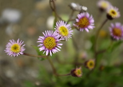 Erigeron acris kamtschaticus