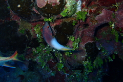Bodianus axillaris