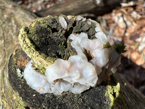 White Brain