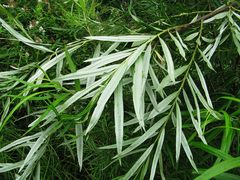 Salix schwerinii