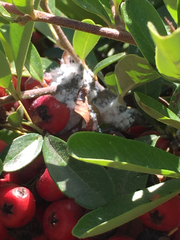 Podosphaera fuliginea