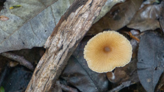 Entoloma aromaticum