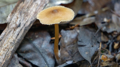 Entoloma aromaticum
