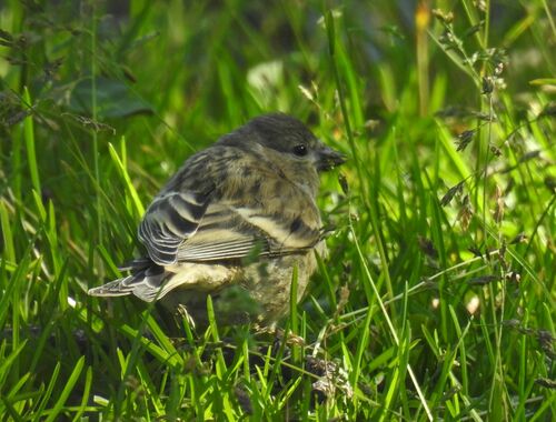 Verderón serrano (Carduelis citrinella)