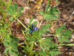 Lupinus micranthus