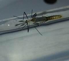 Aedes triseriatus