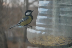 Parus major