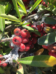 Podosphaera fuliginea