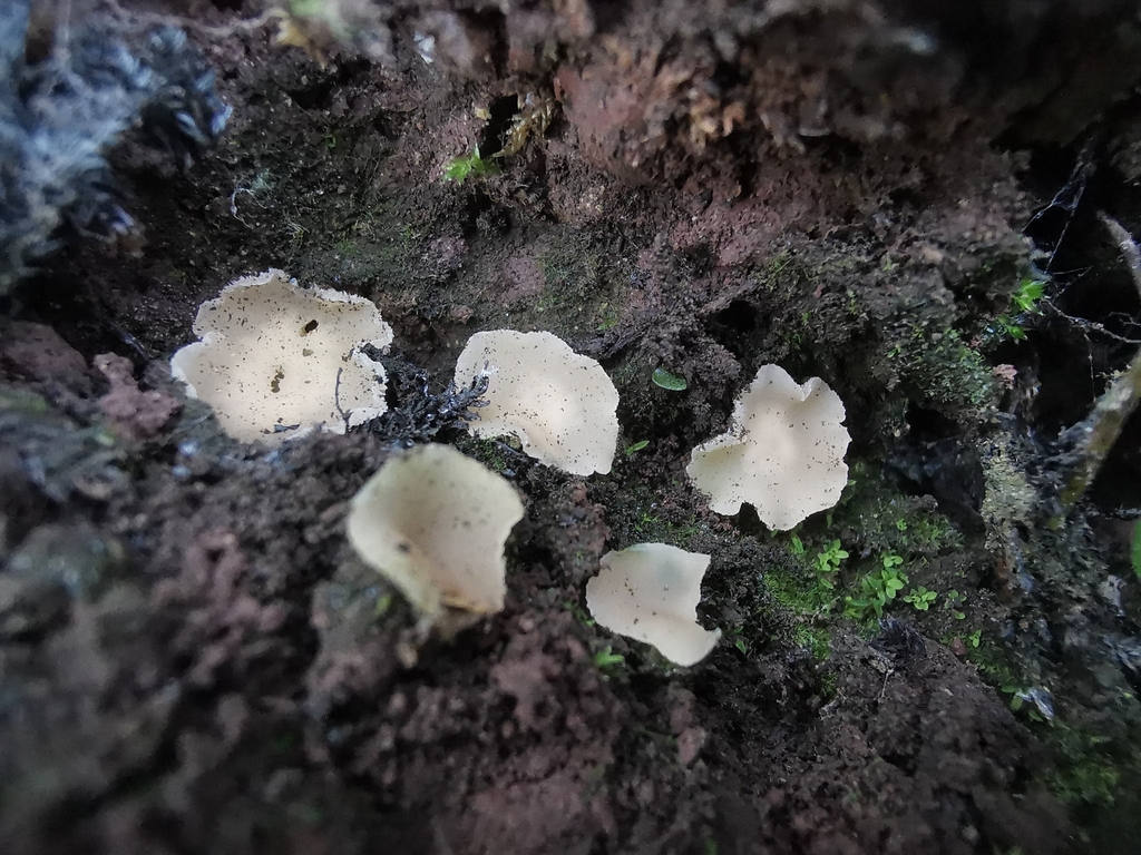 Discinella menziesii