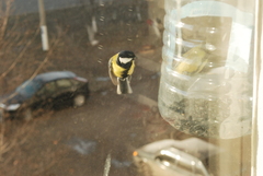 Parus major