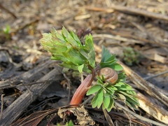 Corydalis bracteata