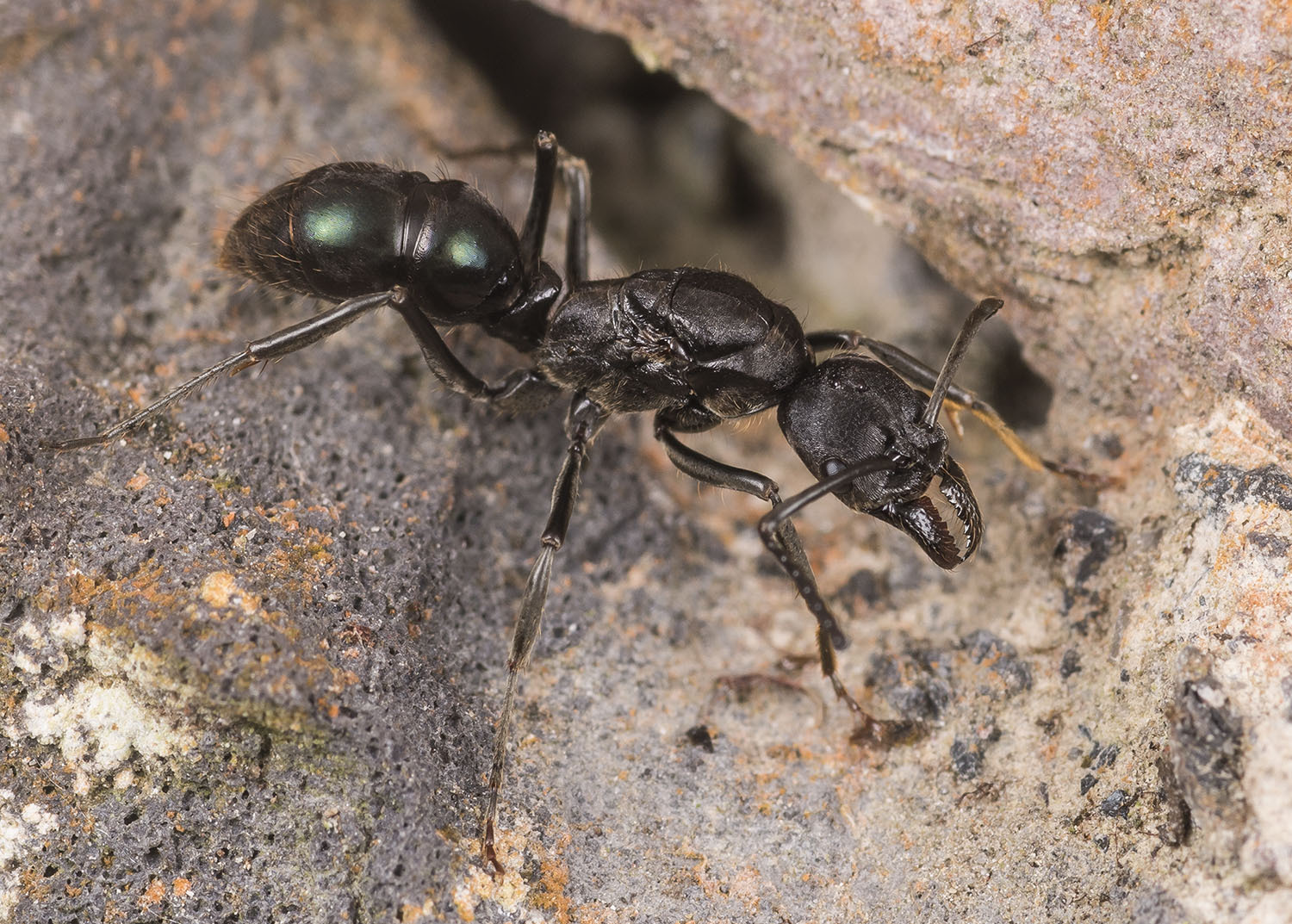 Neoponera aenescens