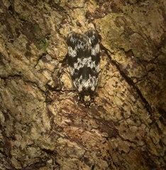Barea eucapnodes