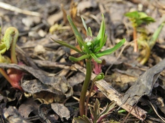 Ranunculus monophyllus