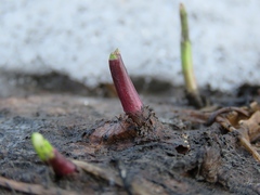 Allium microdictyon