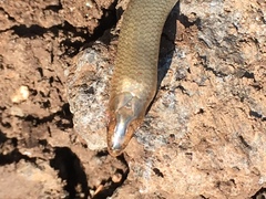 Chalcides guentheri