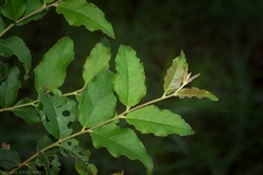 Eucalyptus tindaliae