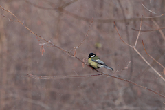 Parus major