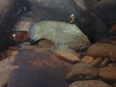 Freshwater Waspfish photo 2