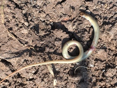 Chalcides guentheri