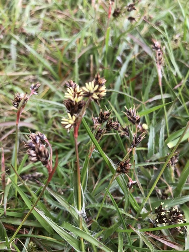 Ganyklinis kiškiagrikis nuotrauka