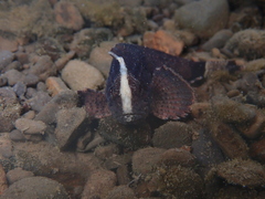 Freshwater Waspfish photo 4