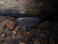 Freshwater Waspfish photo 3