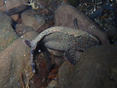 Freshwater Waspfish photo 5