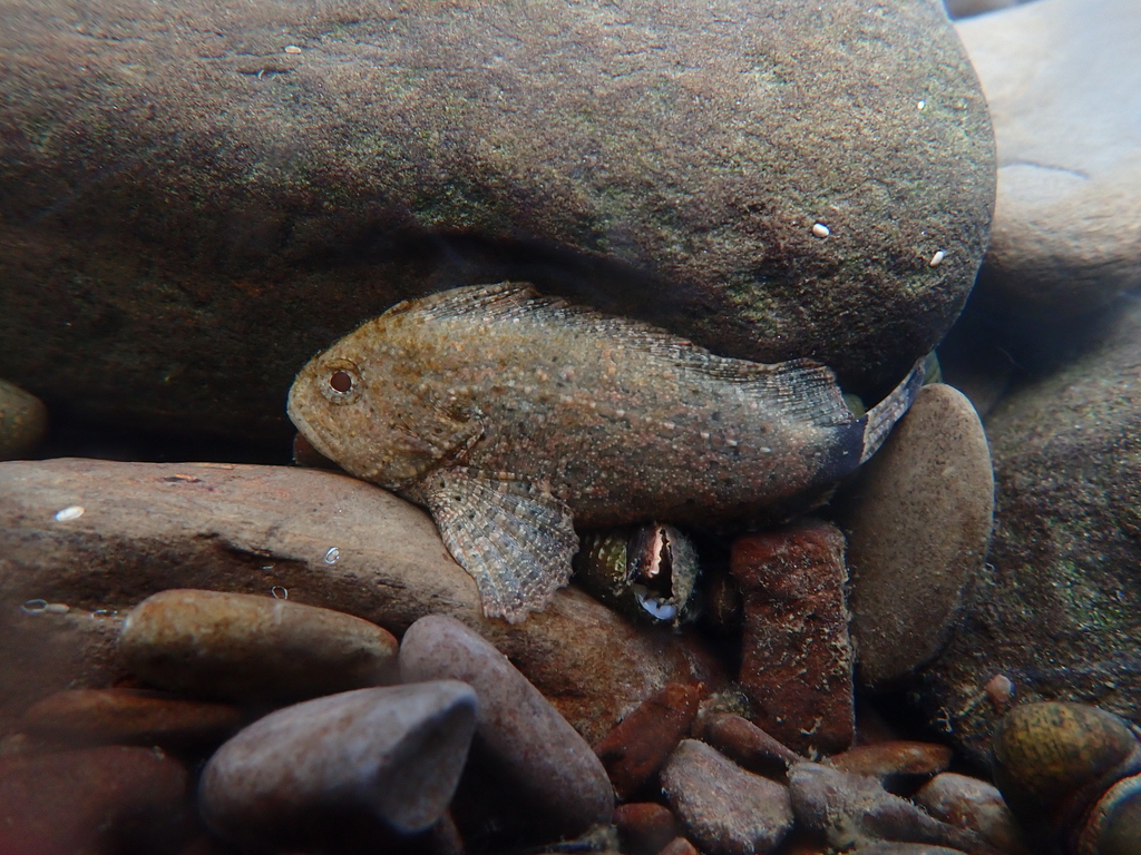 Freshwater Waspfish