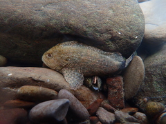 Freshwater Waspfish photo 1