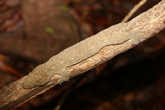 Rhacodactylus leachianus