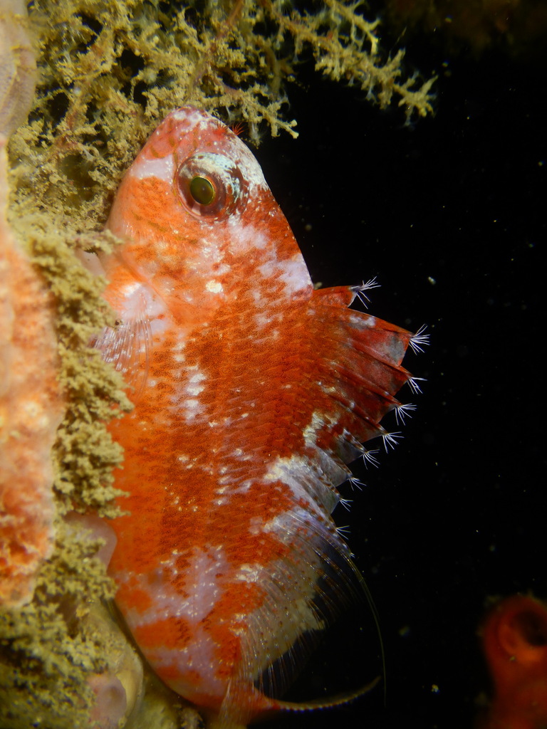 Swallowtail hawfish